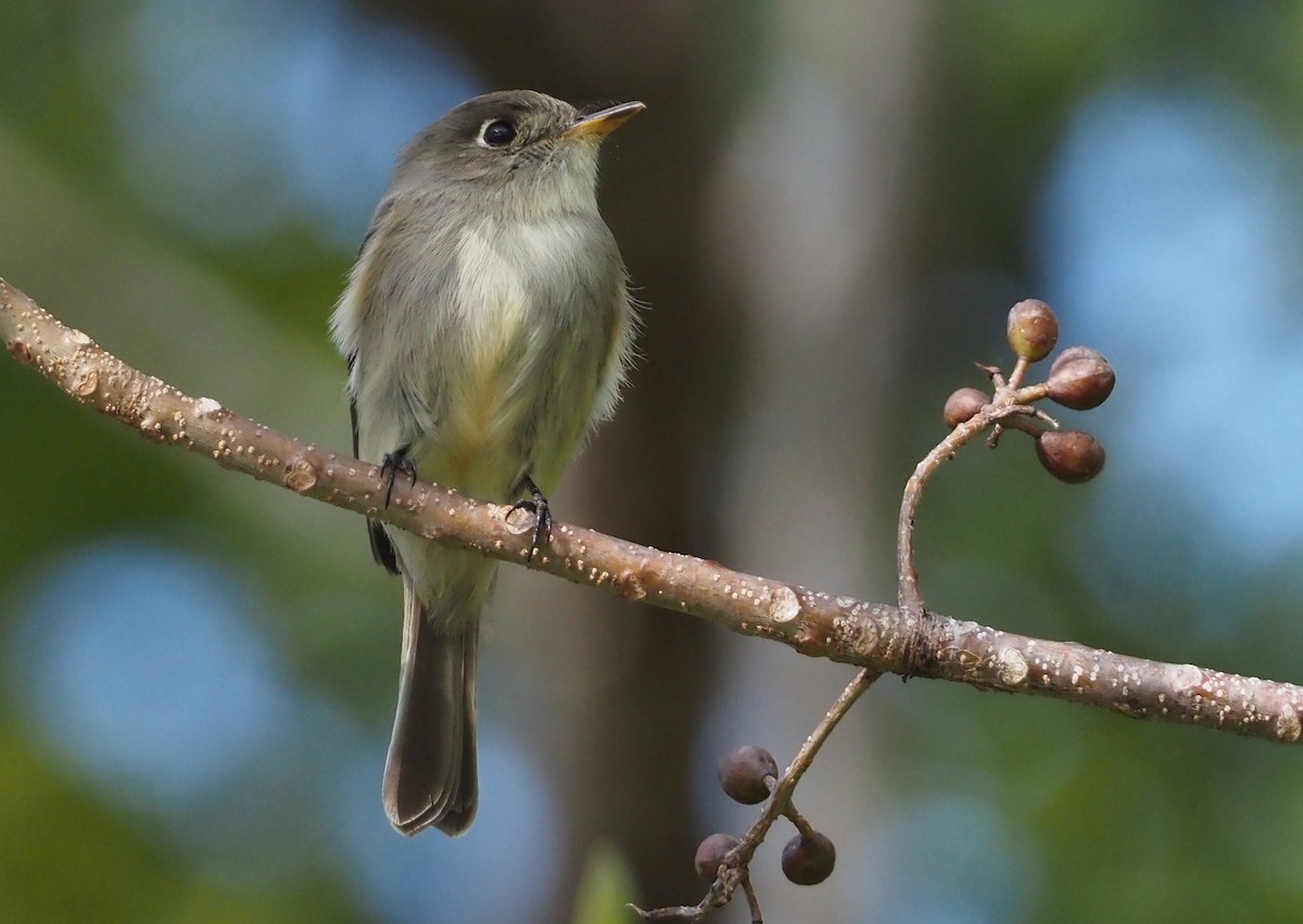 Cuban Pewee - ML614416704