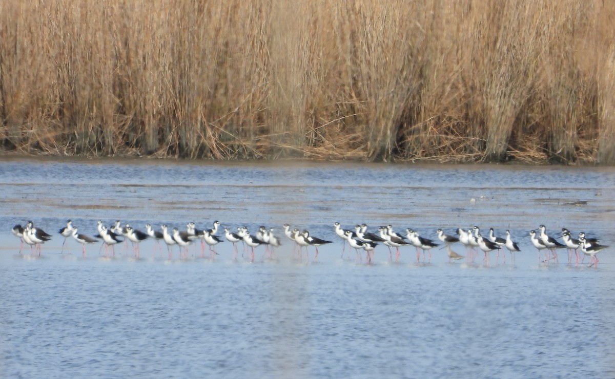 Black-necked Stilt - ML614416723