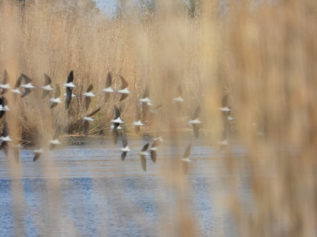 Black-necked Stilt - ML614416724