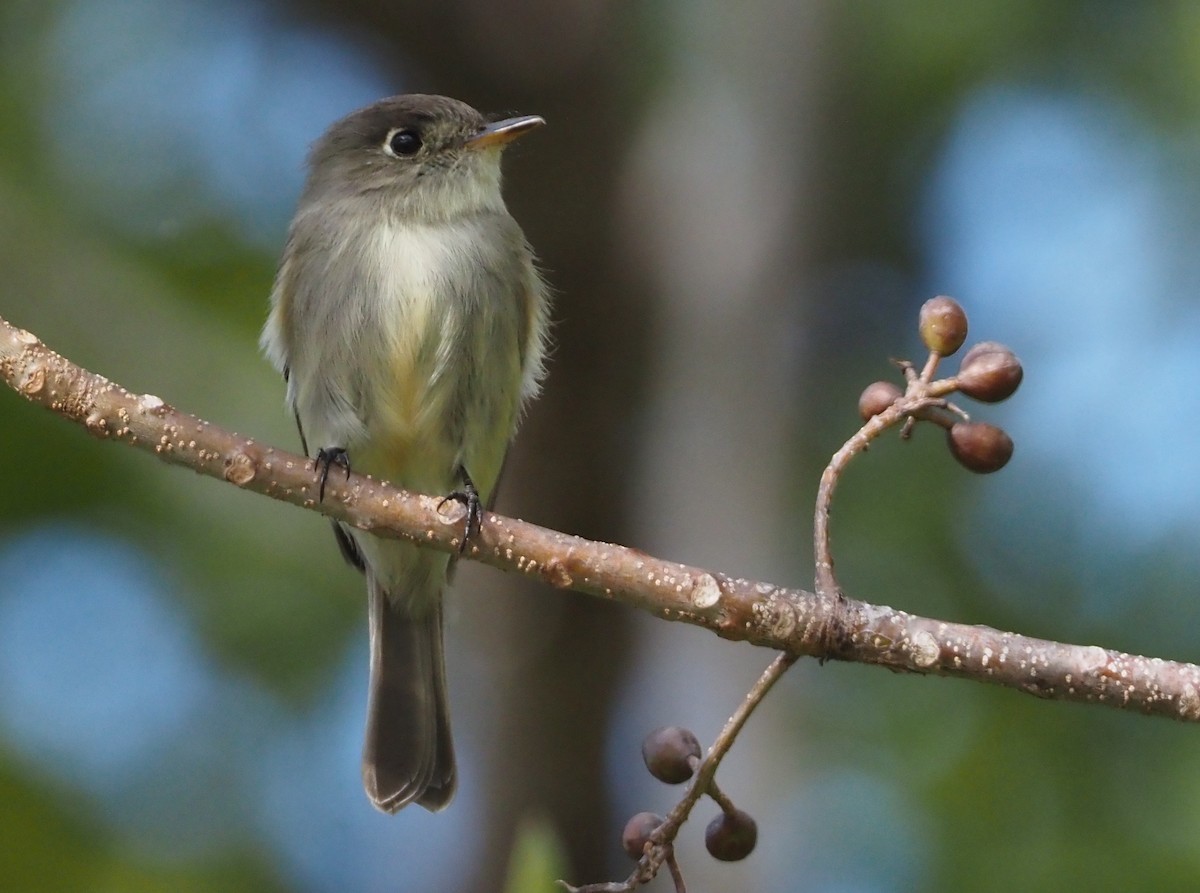 Cuban Pewee - ML614416732