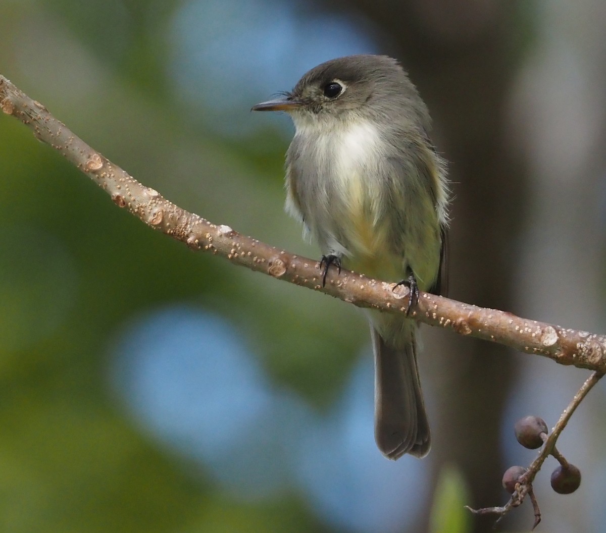 Cuban Pewee - ML614416745