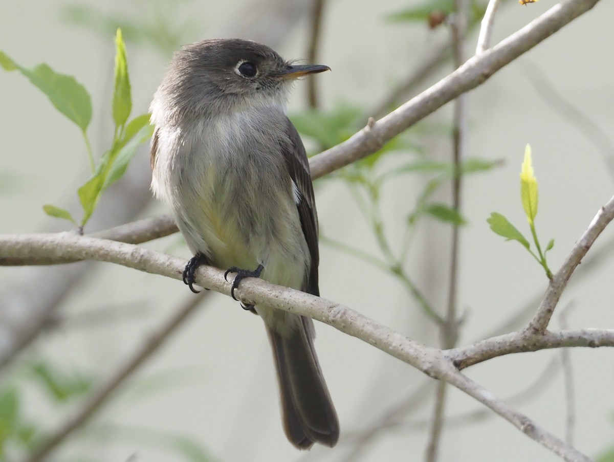 Cuban Pewee - ML614416755