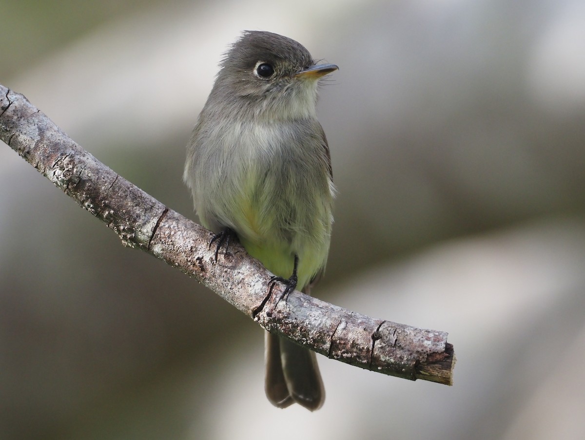 Cuban Pewee - ML614416775