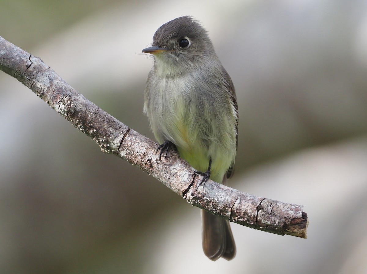 Cuban Pewee - ML614416794