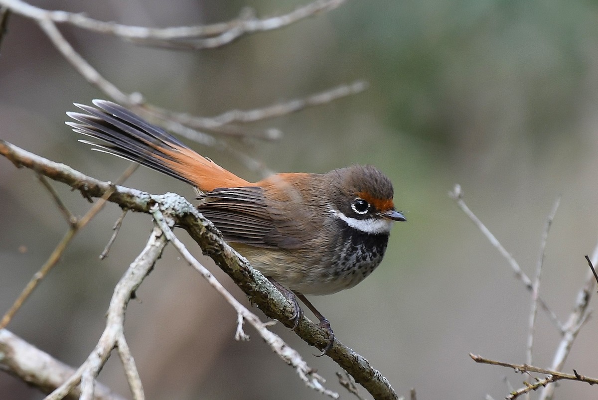 Australian Rufous Fantail - ML61441681