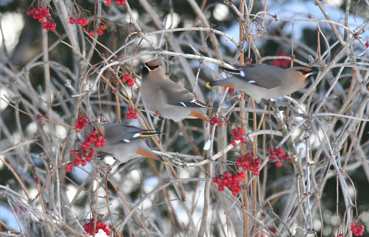 Bohemian Waxwing - Jean Guy Chouinard