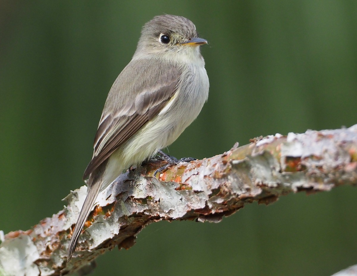 Cuban Pewee - ML614416879