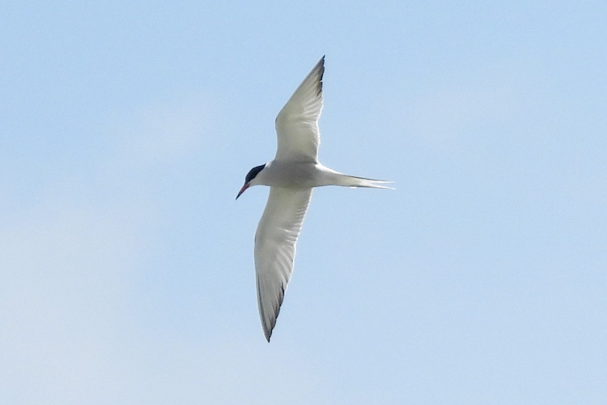 Common Tern - ML614416935