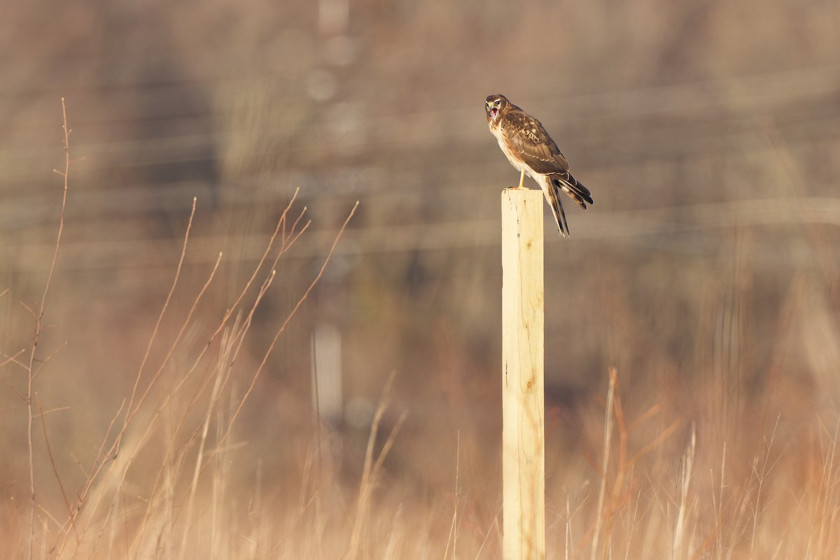 Northern Harrier - Joel Marcinik