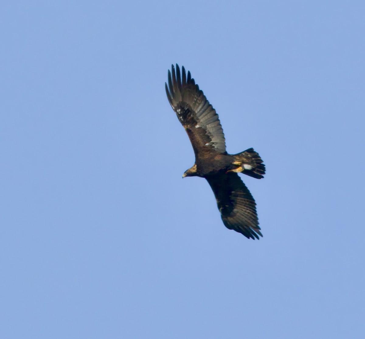 Golden Eagle - Kathryn Keith