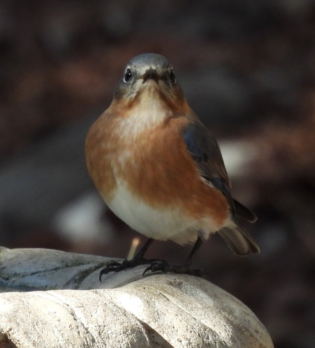 Eastern Bluebird - Jeffrey Blalock