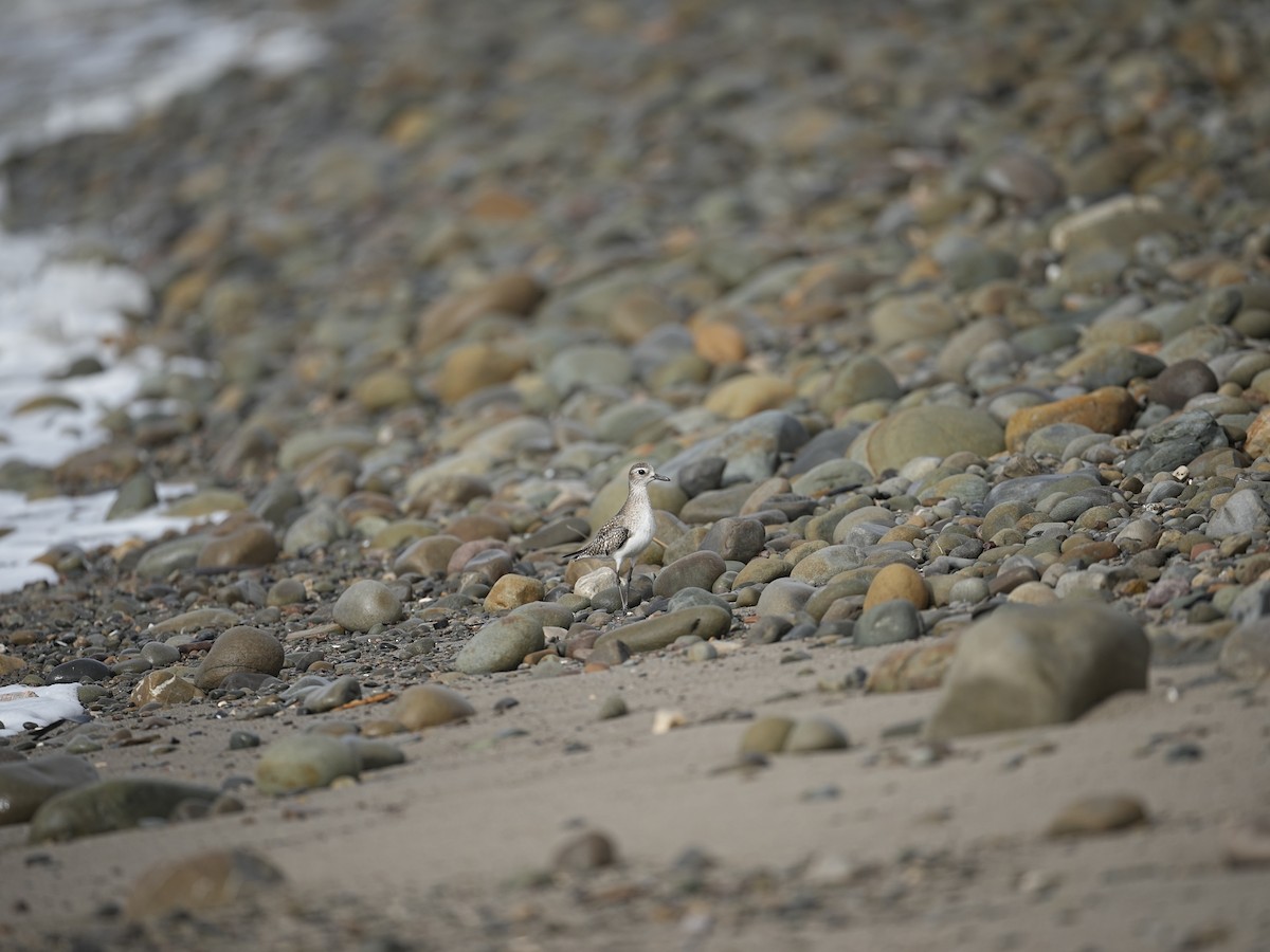 Black-bellied Plover - ML614417030