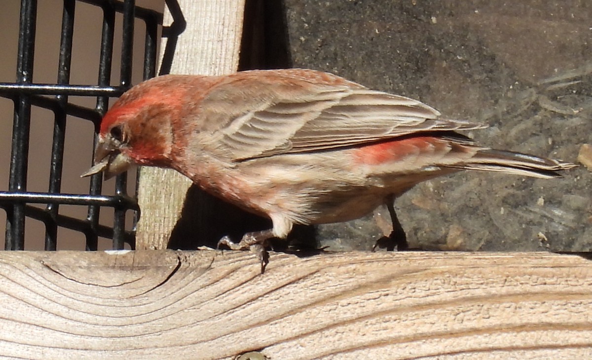 House Finch - Jeffrey Blalock