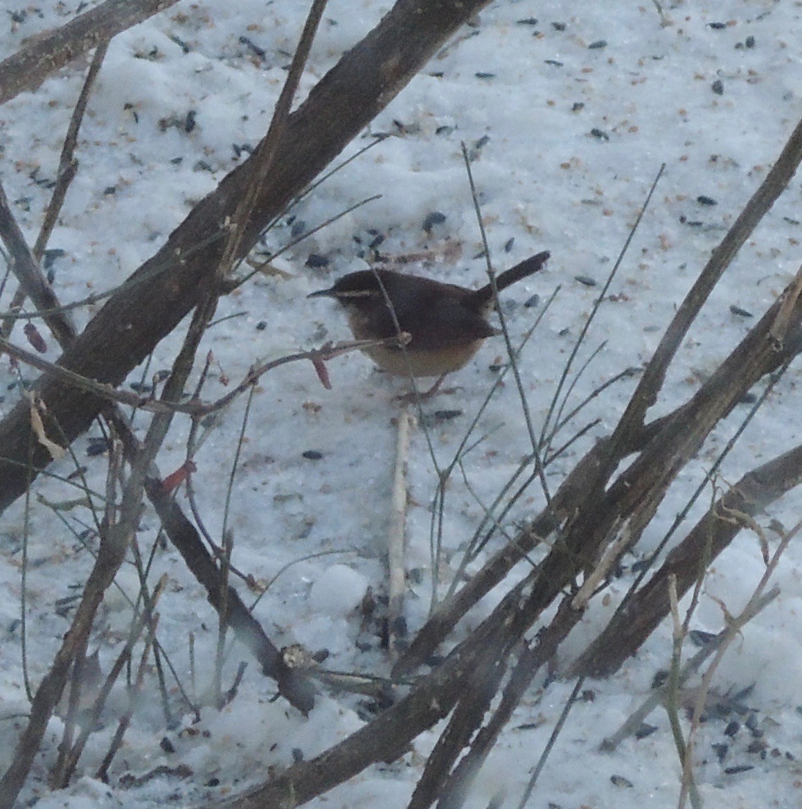 Carolina Wren - ML614417052