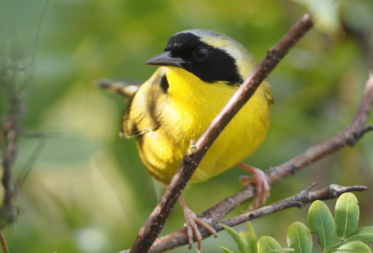 Bahama Yellowthroat - ML614417075