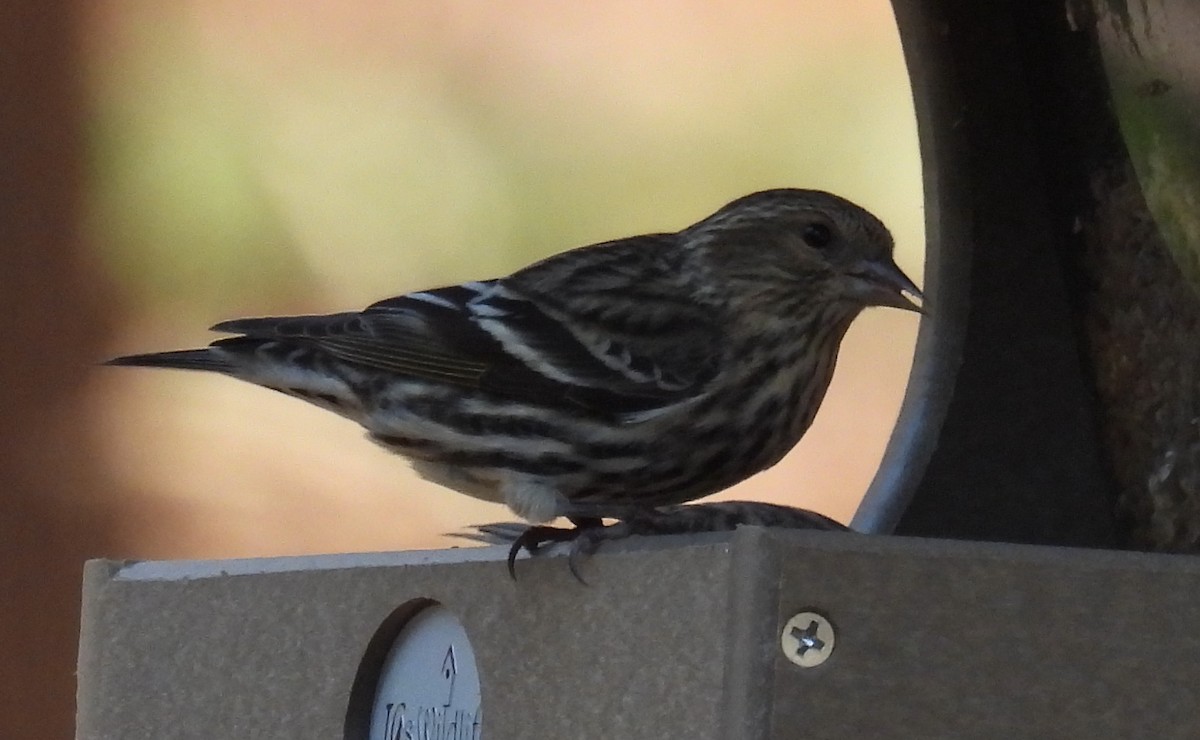 Pine Siskin - ML614417098