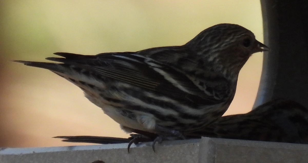Pine Siskin - ML614417099