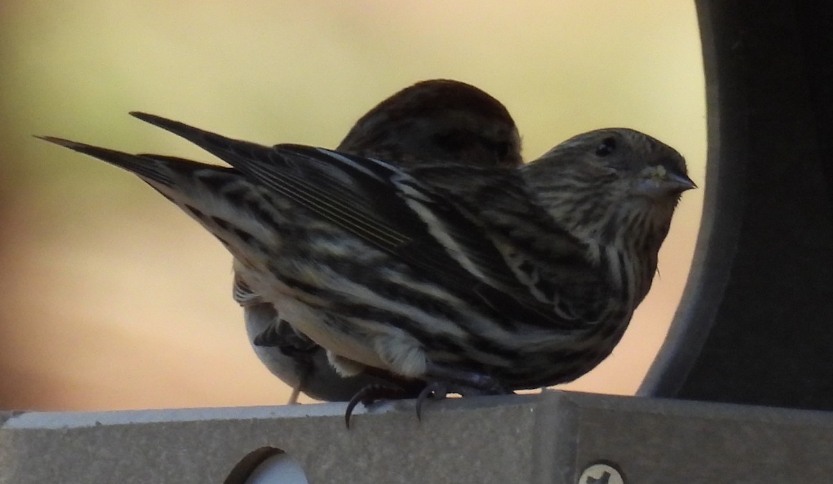 Pine Siskin - Jeffrey Blalock