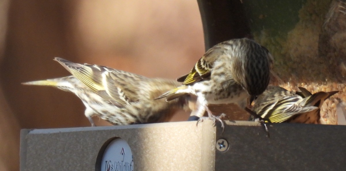 Pine Siskin - ML614417101