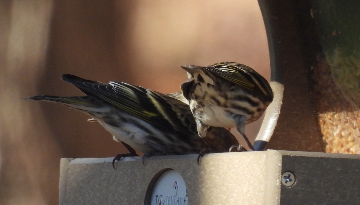 Pine Siskin - ML614417102