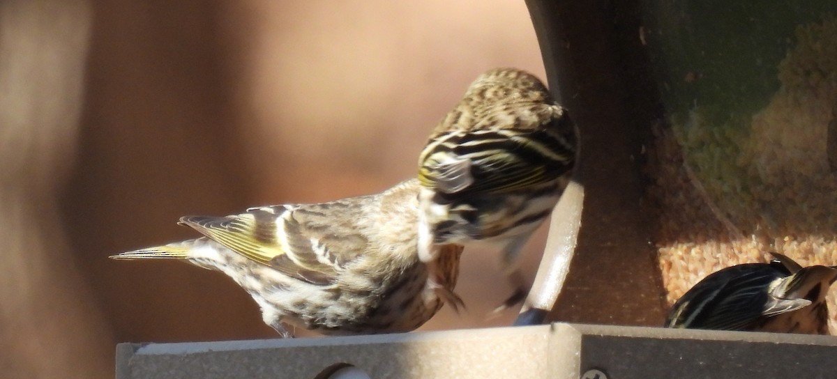 Pine Siskin - Jeffrey Blalock