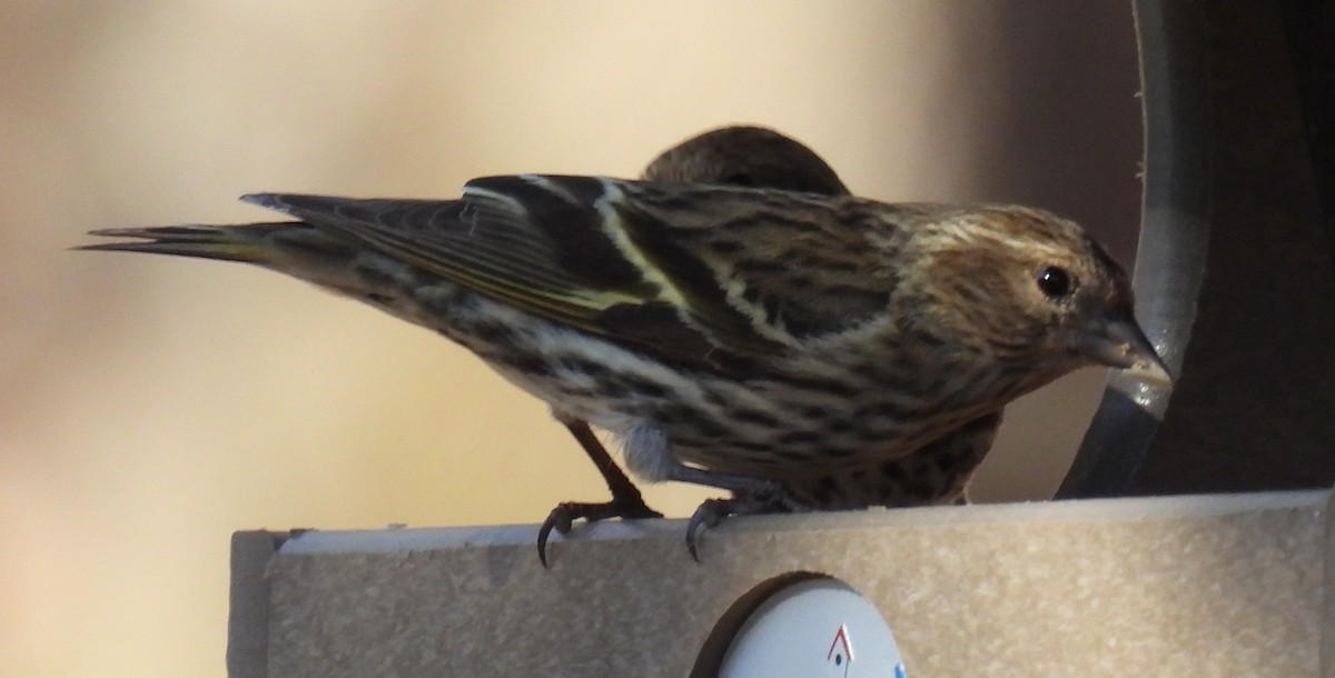 Pine Siskin - ML614417104