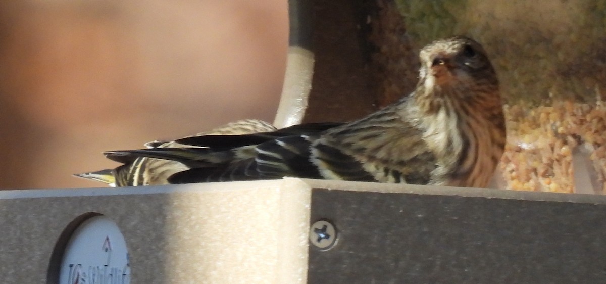 Pine Siskin - Jeffrey Blalock