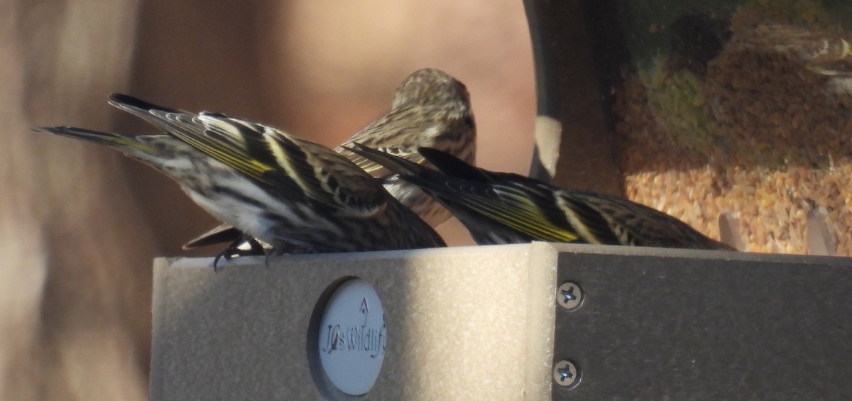 Pine Siskin - ML614417106