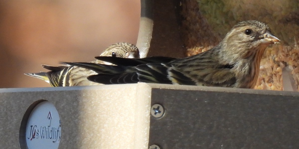 Pine Siskin - ML614417107