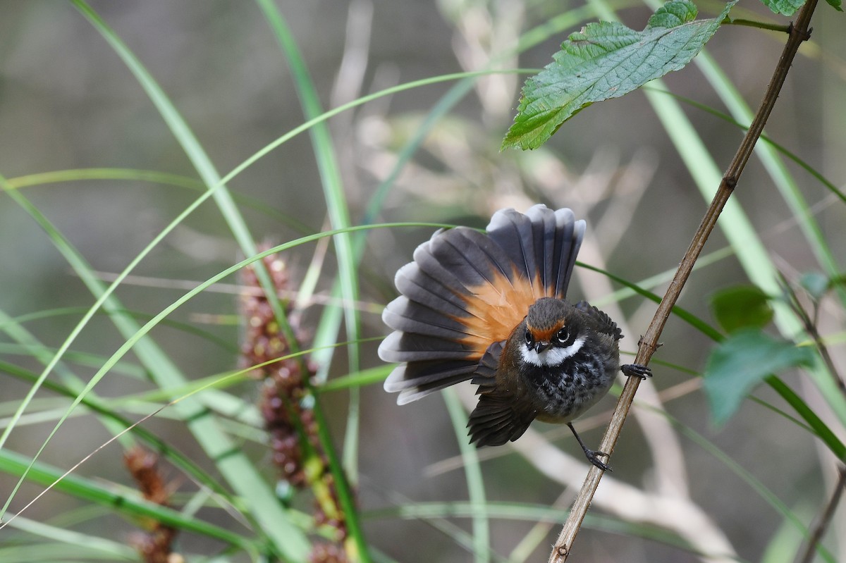 Australian Rufous Fantail - ML61441711