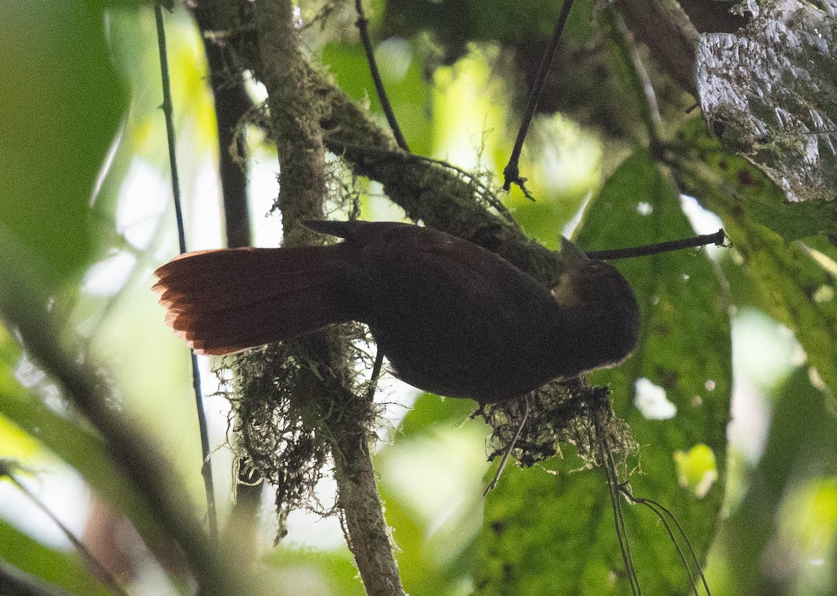 Chiriqui Foliage-gleaner - ML614417131