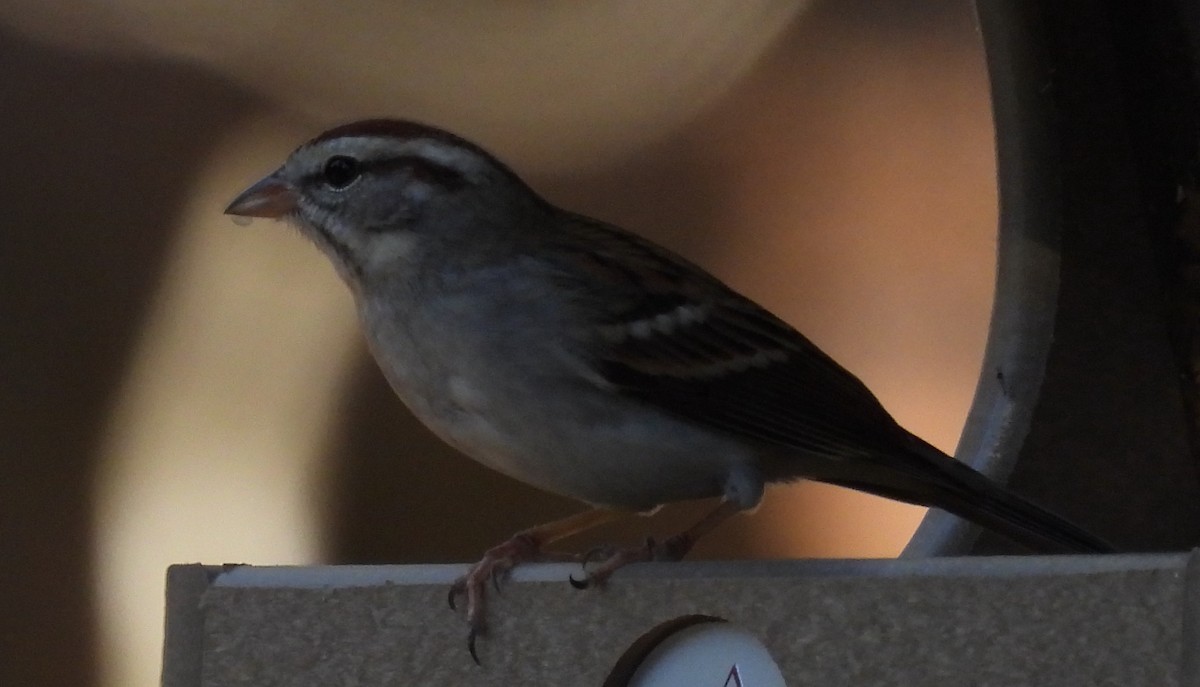 Chipping Sparrow - ML614417153