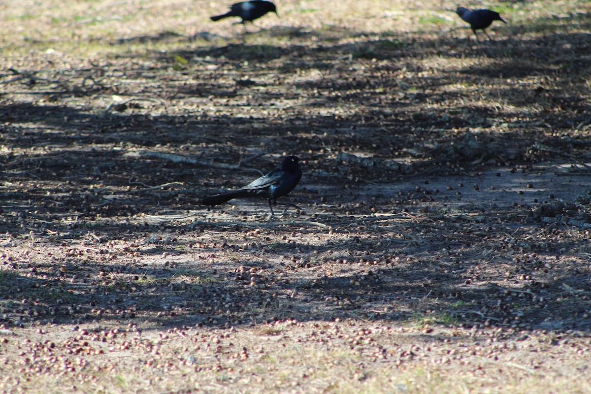 Boat-tailed Grackle - ML614417169
