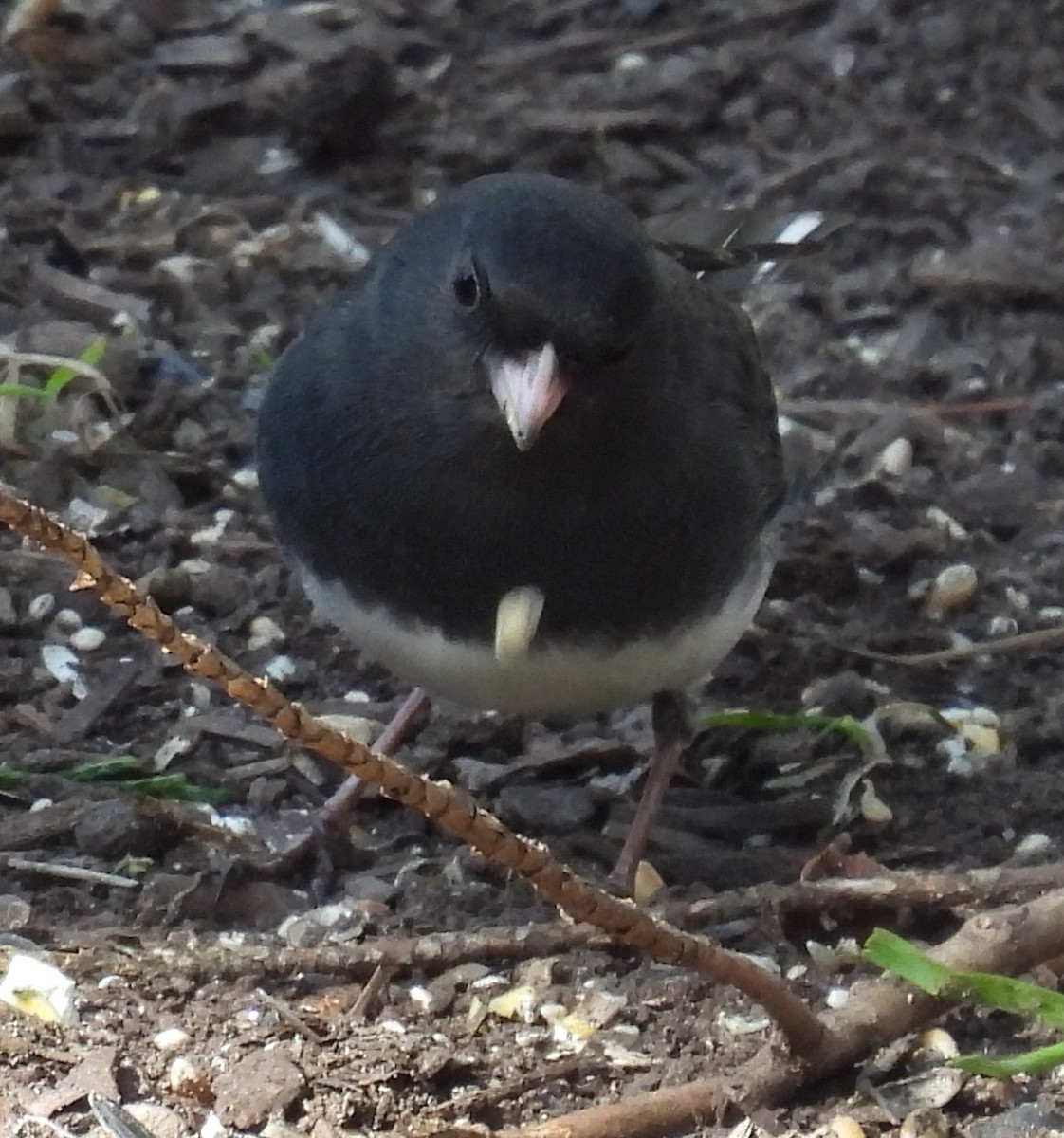 Junco Ojioscuro (hyemalis/carolinensis) - ML614417203