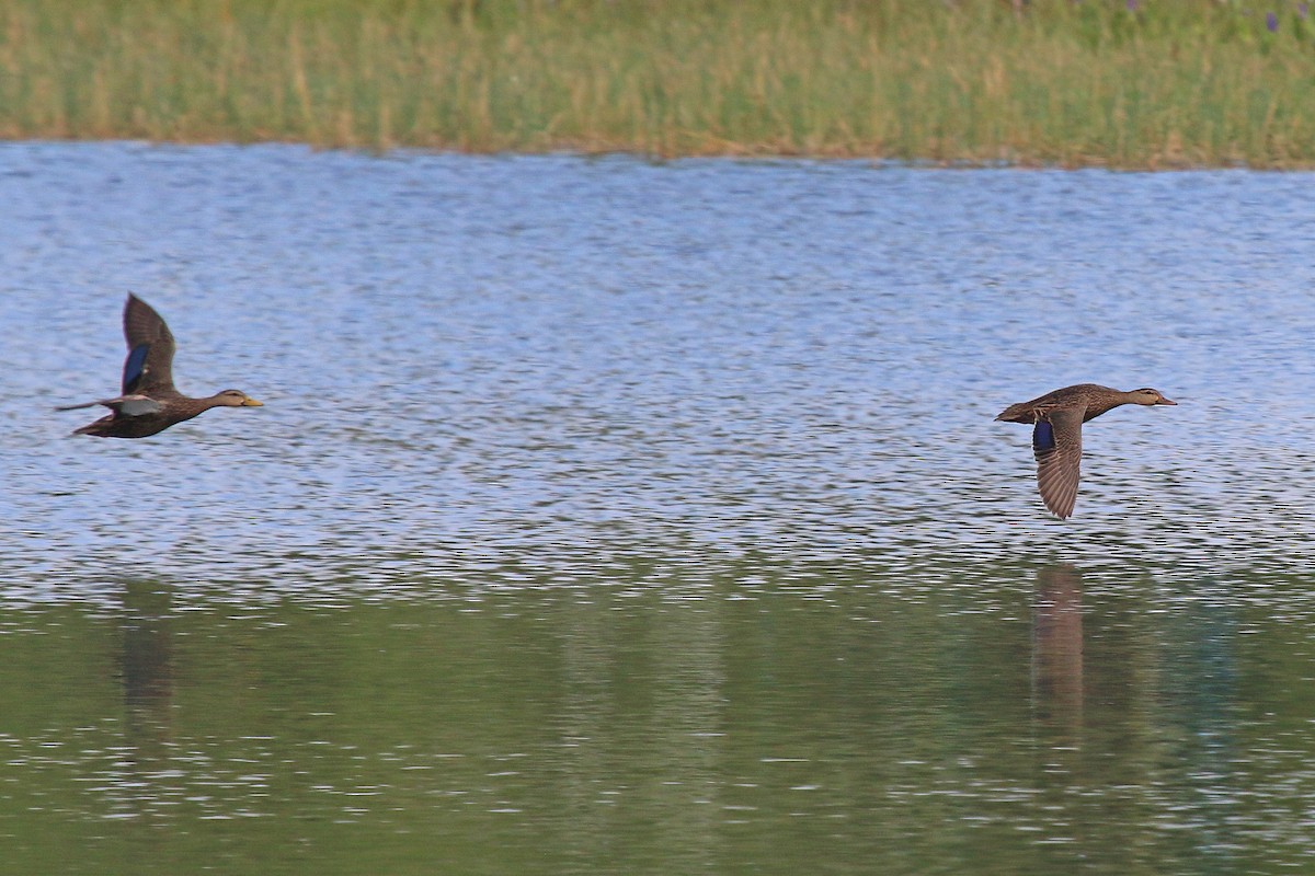 Mottled Duck - ML614417205