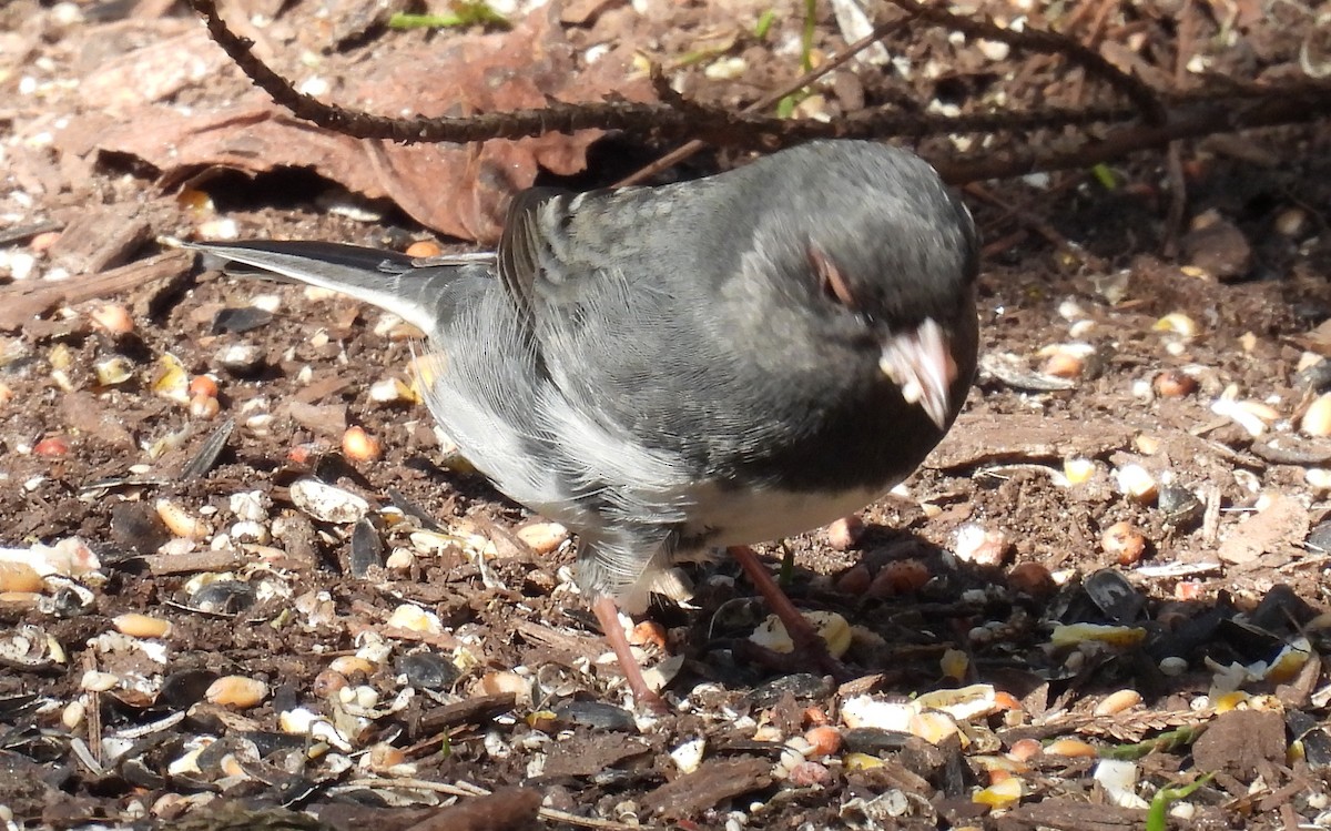 Junco Ojioscuro (hyemalis/carolinensis) - ML614417207