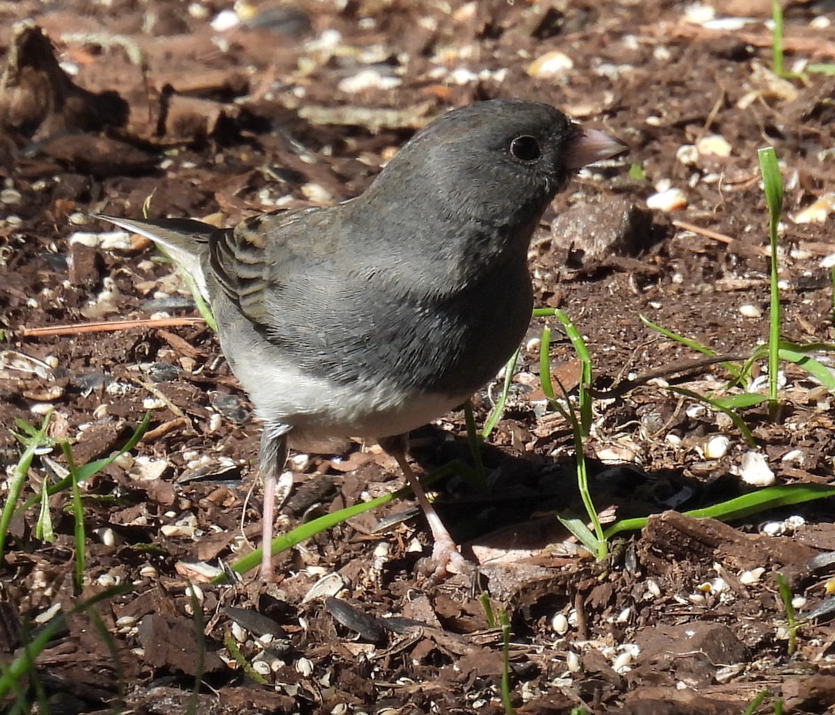 Junco Ojioscuro (hyemalis/carolinensis) - ML614417208