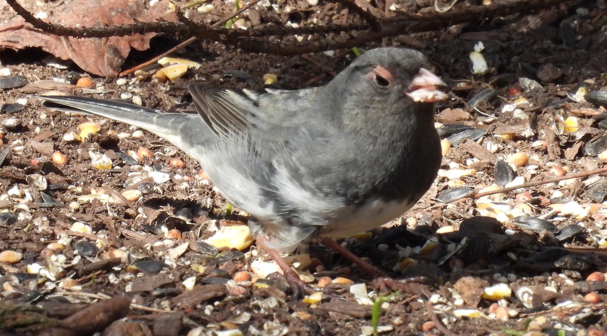 Dark-eyed Junco (Slate-colored) - ML614417210