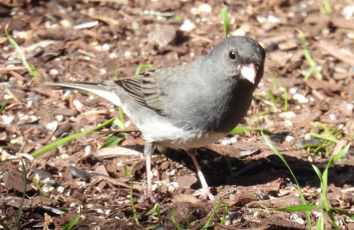 Dark-eyed Junco (Slate-colored) - ML614417211