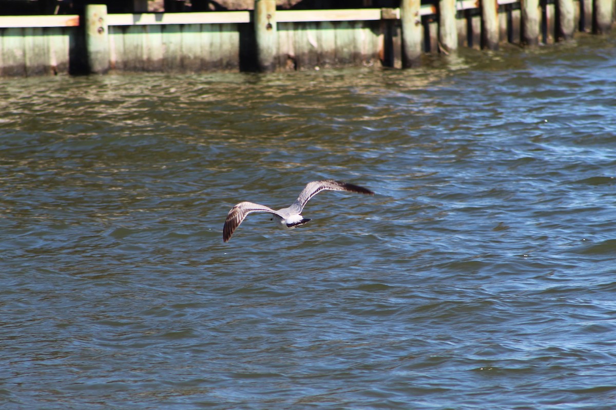 Ring-billed Gull - ML614417232