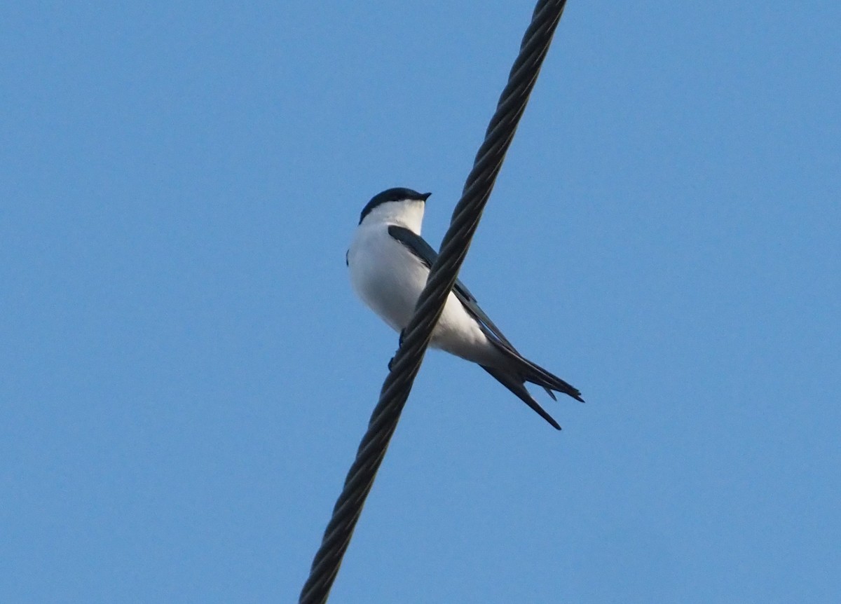 Bahama Swallow - ML614417259