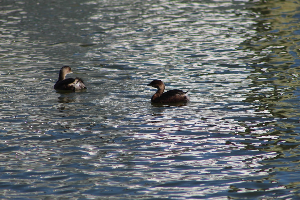 Pied-billed Grebe - ML614417274