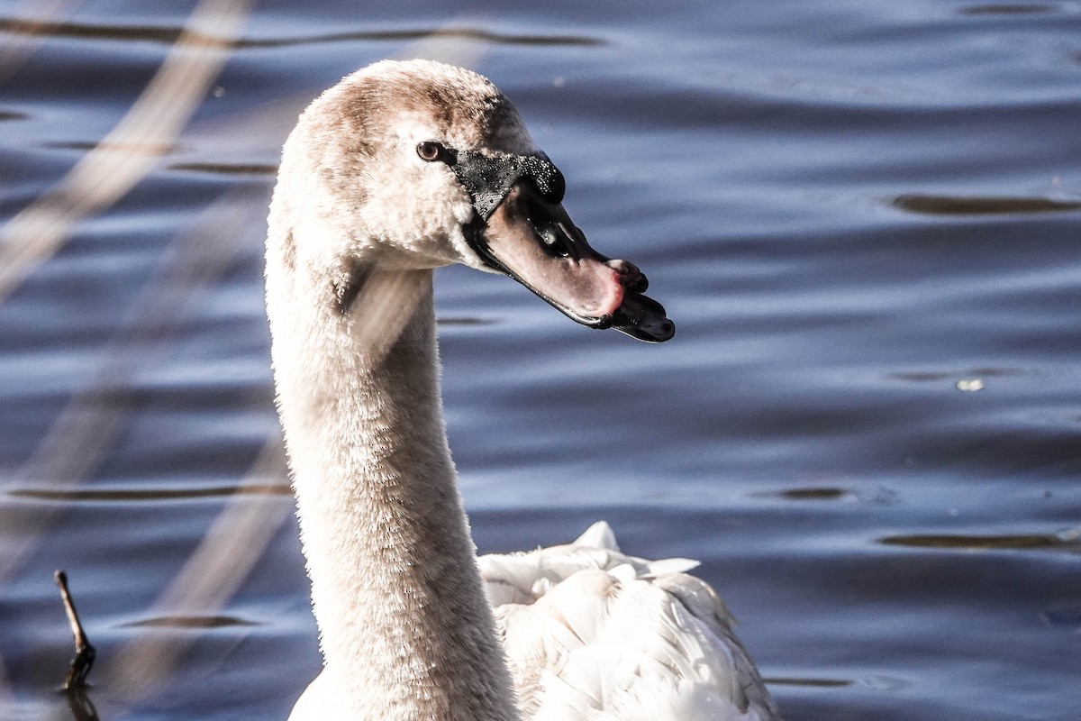 Mute Swan - ML614417328