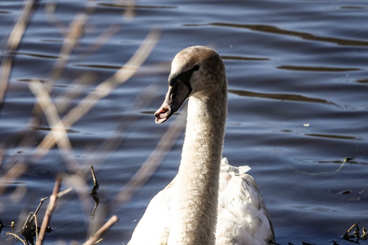Mute Swan - ML614417330
