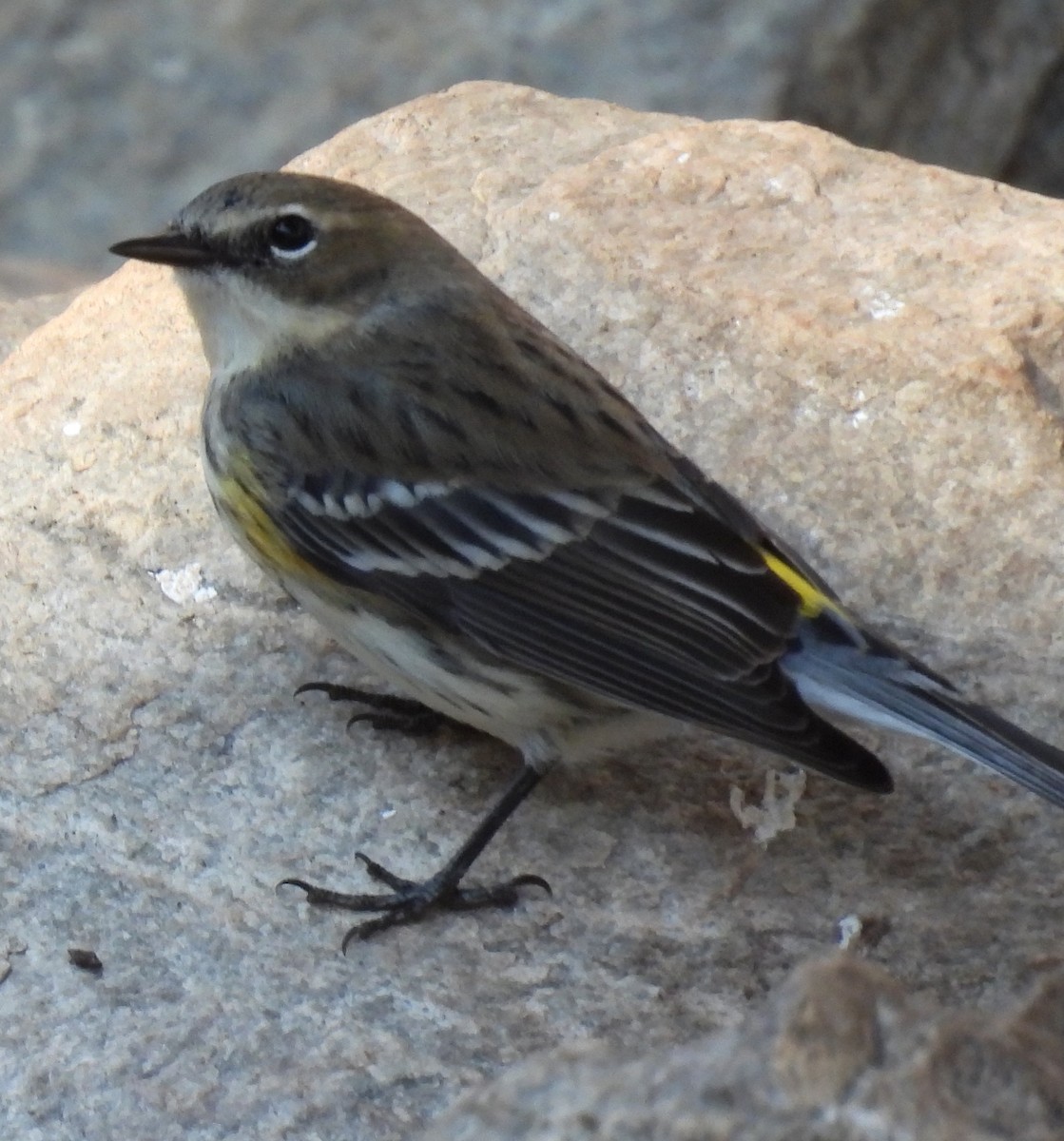 lesňáček žlutoskvrnný (ssp. coronata) - ML614417344