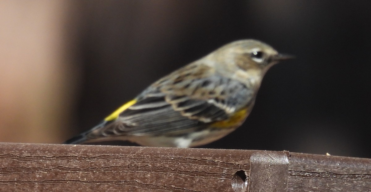 Yellow-rumped Warbler (Myrtle) - ML614417345