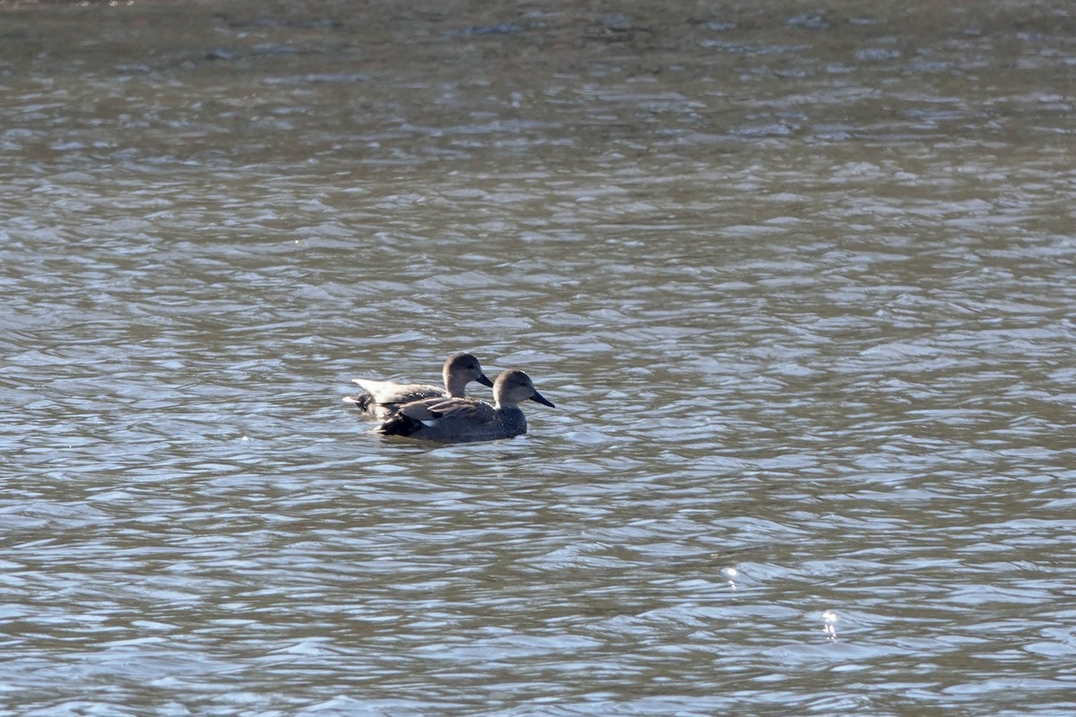 Gadwall - ML614417359