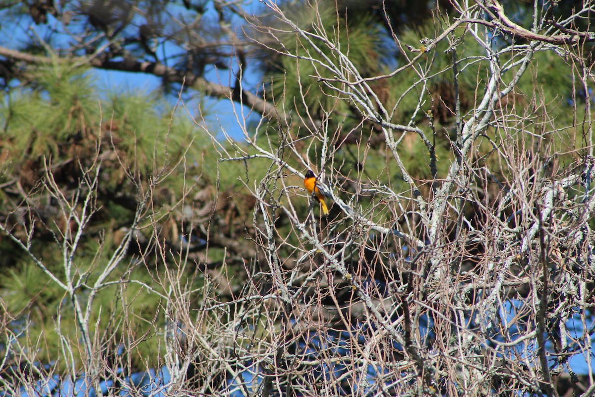 Baltimore Oriole - ML614417385