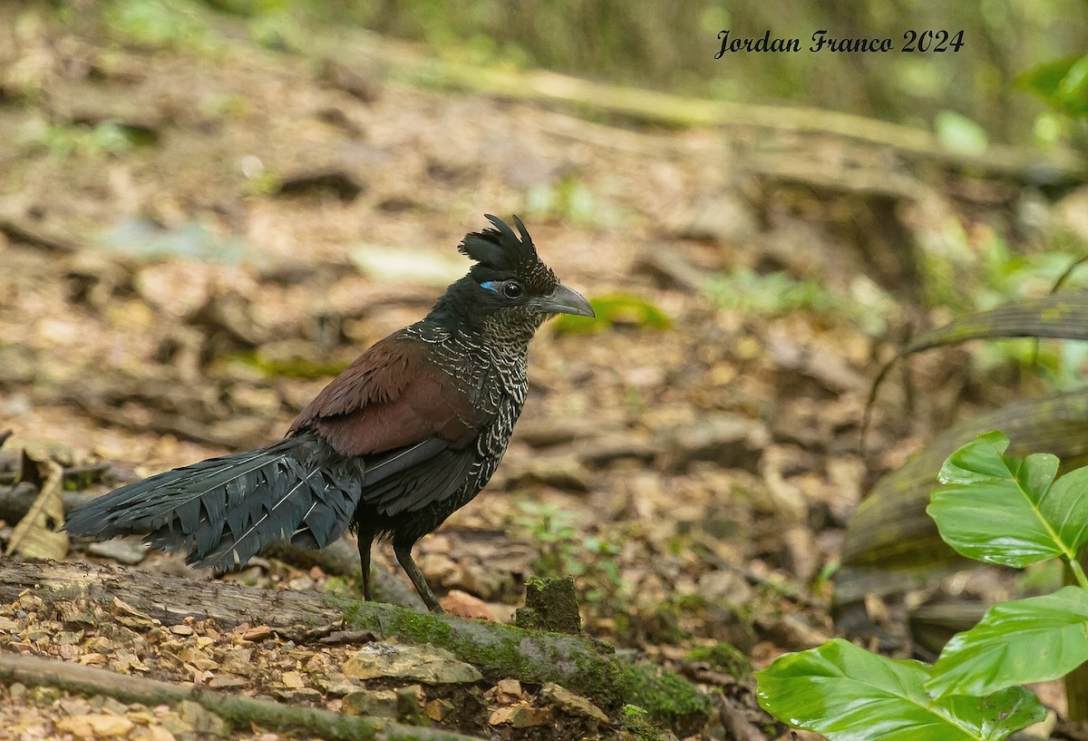 Banded Ground-Cuckoo - ML614417507