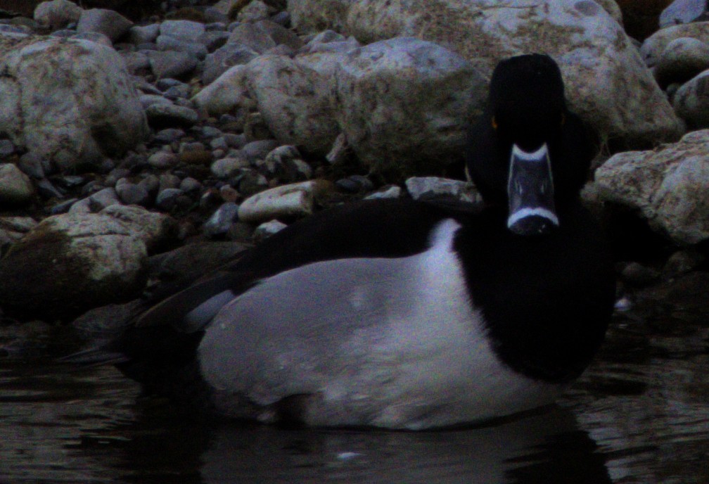 Ring-necked Duck - ML614417558